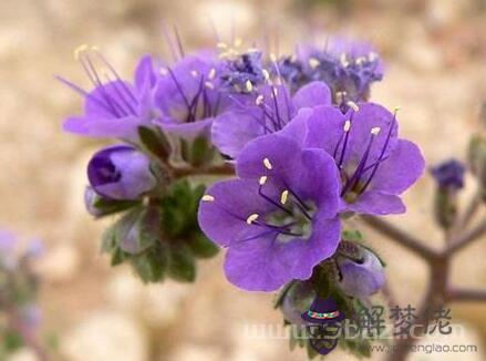 二月二十七日生日花:兜蘚(Lungwort) 生日花語·二月