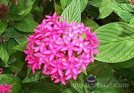 十二月十五日生日花:雨傘花(Umbrella) 生日花語·十二月