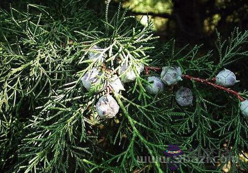 十二月十八日生日花:印度杉(Cedar of Goa) 生日花語·十二月