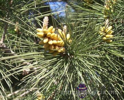 十二月二十三日生日花:印度杉(Cedar of Goa) 生日花語·十二月