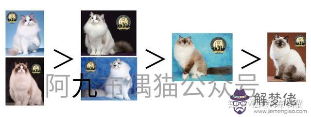 布偶貓八字臉和楓葉臉 布偶貓八字臉和楓葉臉