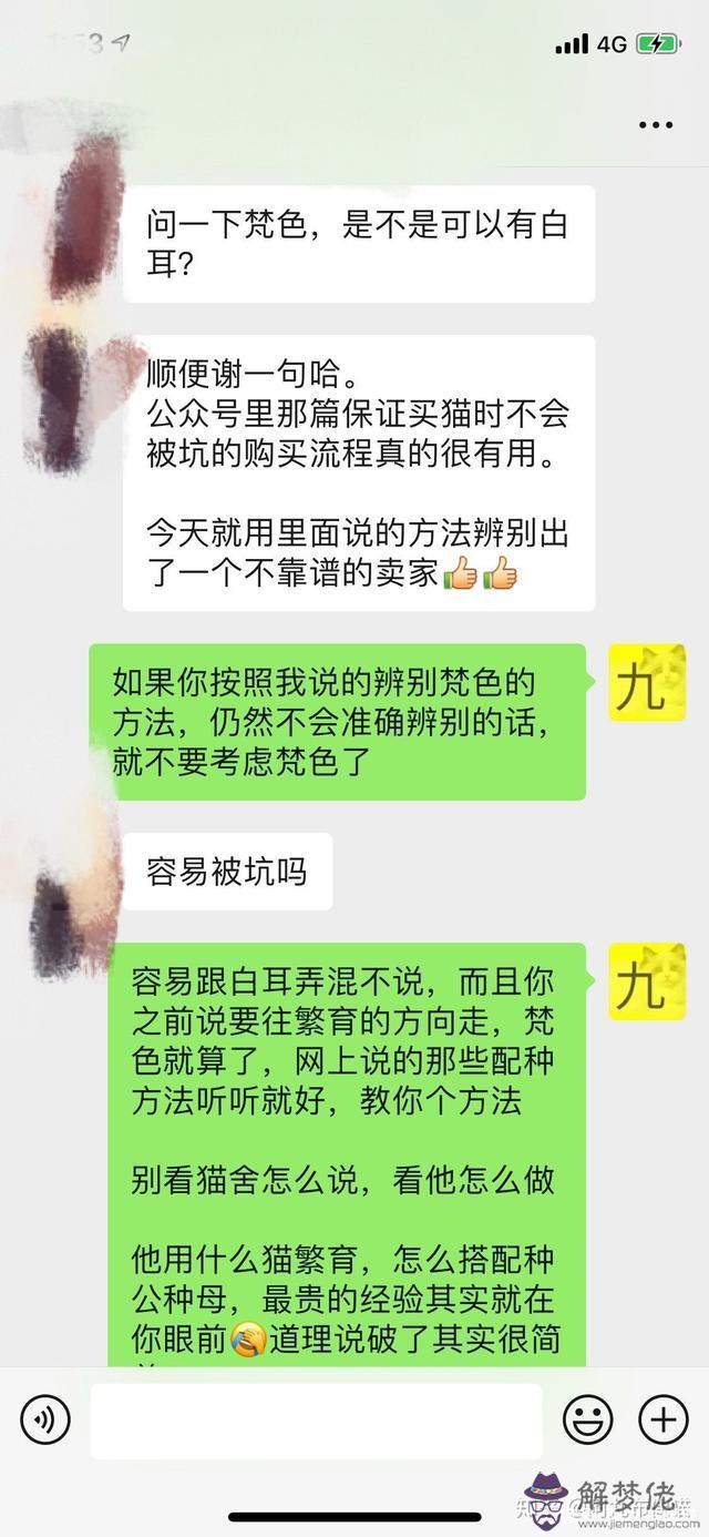 布偶貓八字臉和楓葉臉