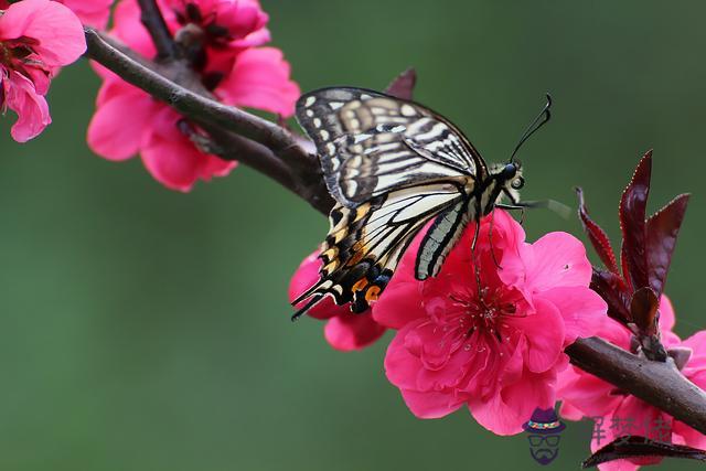 八字帶墻外桃花實例