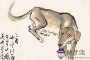 生肖狗關乎前途的建議