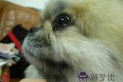 都說狗哭叫喪說一說狗哭有多邪門