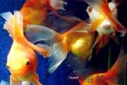 夢見抓魚是什麽寓意