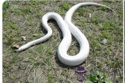 孕婦夢到大白蛇是什么意思