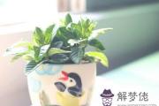 店鋪擺放什麽植物招財