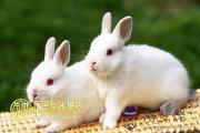 大笨蛋不懂得談戀愛的生肖特點 大笨蛋不懂得談戀愛的生肖特點