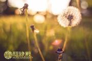 2020年生肖運勢詳解：2020年屬兔運程大全