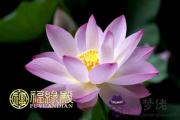 鄭博士:立夏12生肖咋旺運 鄭博士:立夏12生肖咋旺運