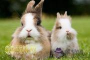 十二生肖兔的來歷故事傳說 十二生肖兔的來歷故事傳說