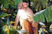 1980年屬猴的人2017年運勢運程