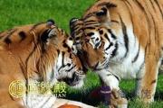 屬虎的今年2017年的運程如何
