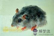 屬鼠的幸運顏色有哪些