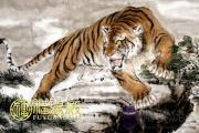 屬虎的生在幾月好 屬虎的生在幾月好