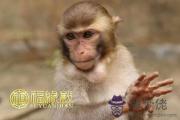 猴年出生的人的命運如何