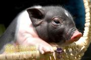豬年寶寶小名怎麽取