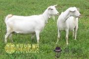 屬羊男和屬鼠女相配嗎
