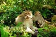 婚前花心婚后專一的生肖有哪些 婚前花心婚后專一的生肖有哪些