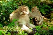 屬豬的和屬猴的相克嗎 屬豬的和屬猴的相克嗎