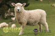 屬羊女孩命不好嗎