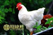 這些生肖女在愛情中太過依賴對方 這些生肖女在愛情中太過依賴對方