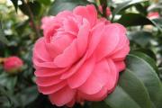 雙子座幸運花雙子座的幸運花是什麼
