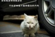 看雙子座愛情變質的反常舉動