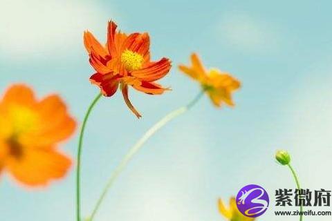 獅子座癡情嗎 獅子座癡情起來是什么樣子的