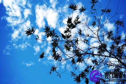 巨蟹座癡情嗎 巨蟹座癡情起來是什么樣子的