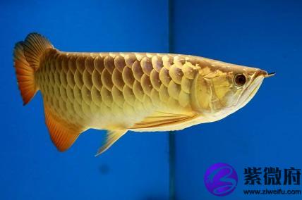 最不會聊天的星座有哪些(圖文)