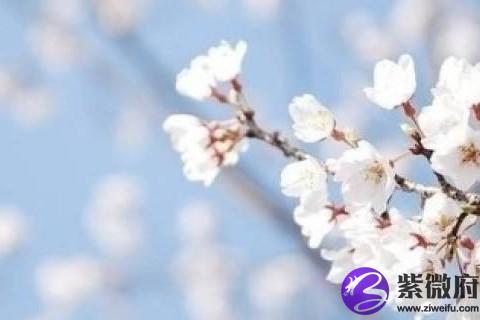 雙子座2020年事業運勢詳解 雙子座2020年事業好嗎