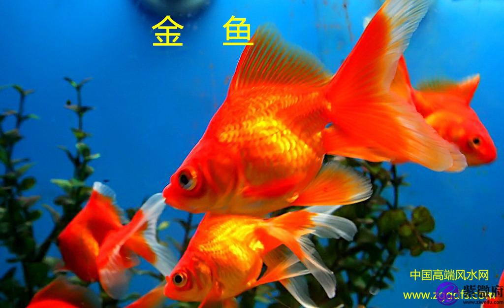 錦鯉怎么養,養風水魚應注意什么(圖文)
