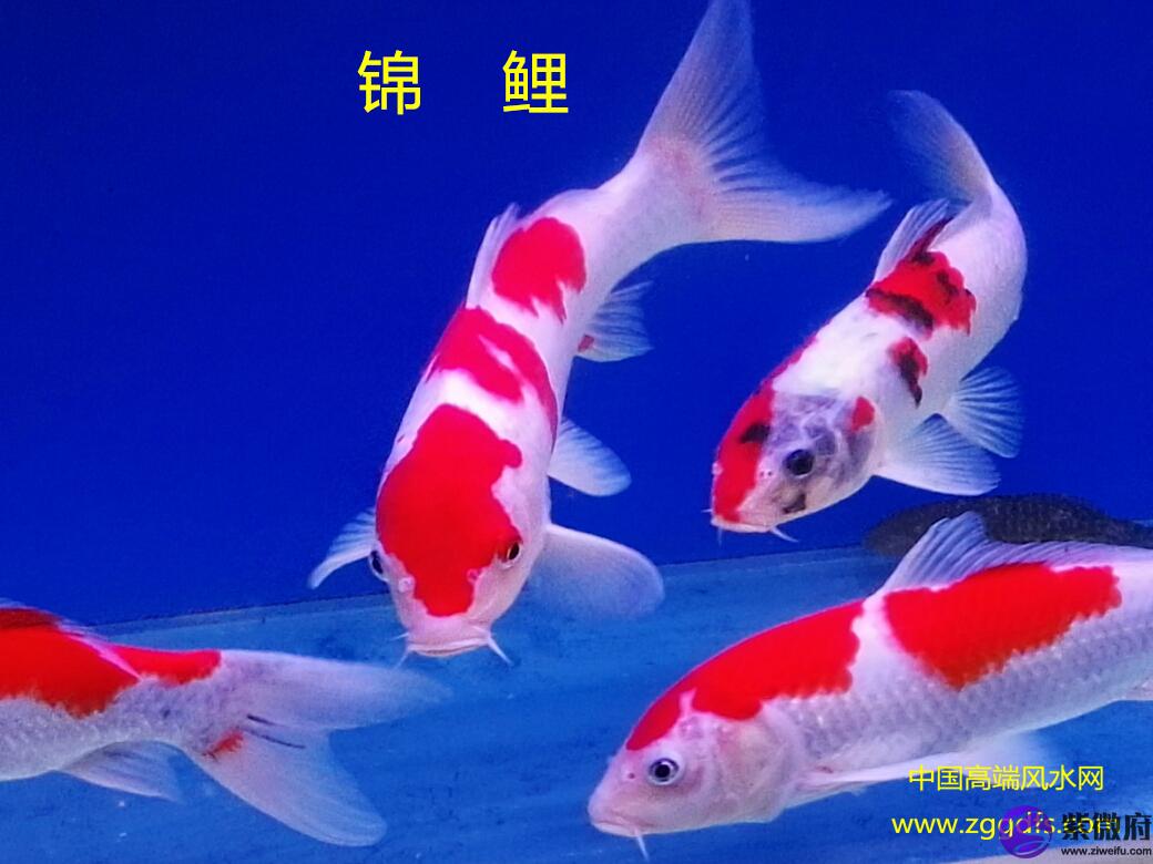 錦鯉怎么養,養風水魚應注意什么(圖文)