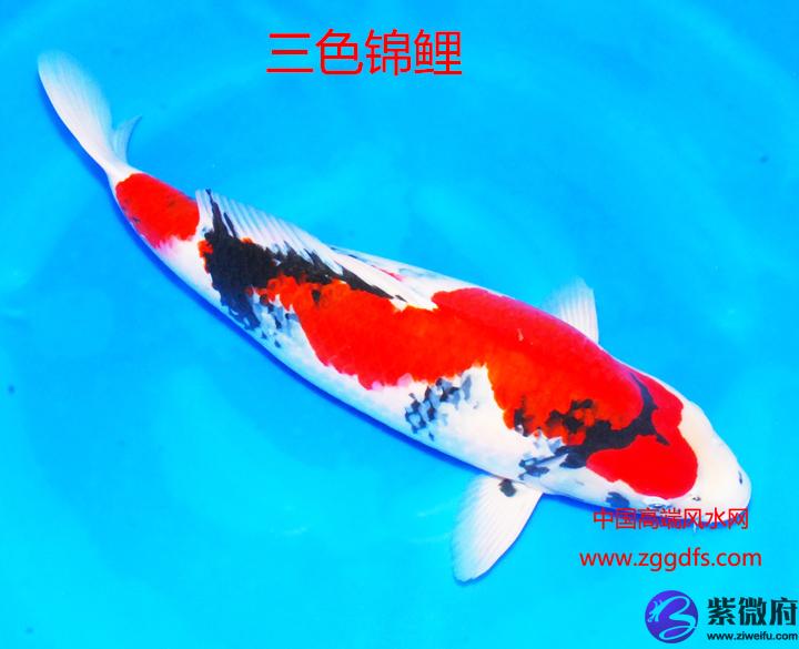 錦鯉怎么養,養風水魚應注意什么(圖文)