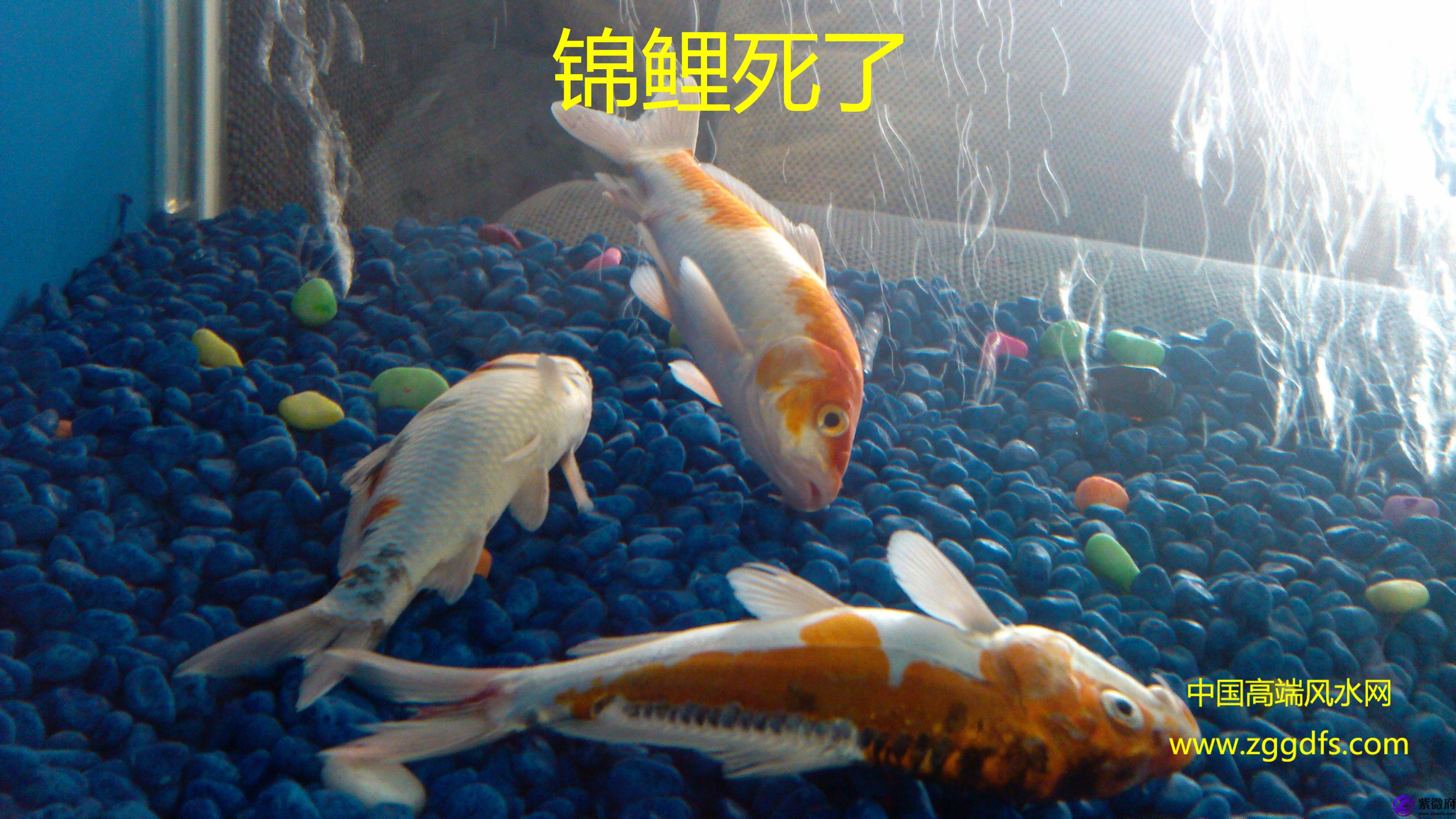 錦鯉怎么養,養風水魚應注意什么(圖文)