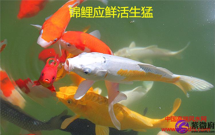 錦鯉怎么養,養風水魚應注意什么(圖文)