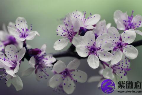 屬猴的人在1992年9月出生命運如何,92年屬猴性格優缺點解析!(圖文)