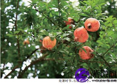 處暑的什么季節,2020年處暑日子好嗎?(圖文)