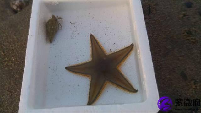 營海星座