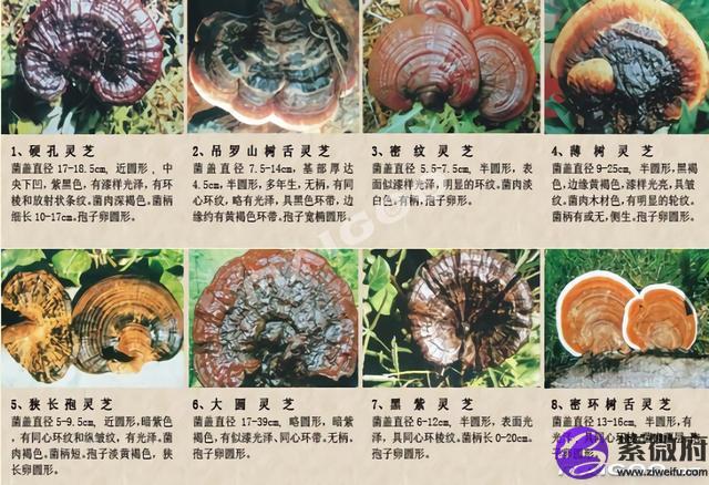 常見星座圖片大全圖片大全圖片