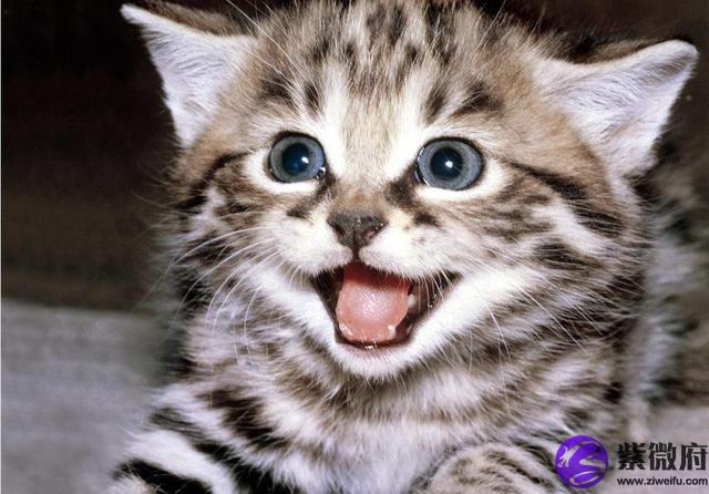 81年11月23農歷什么星座