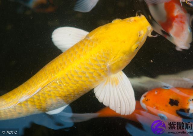 今天運氣抽簽星座