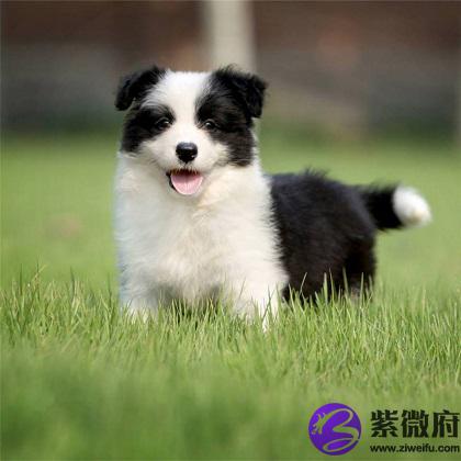 摩羯座的狗狗代表 解夢佬 摩羯座的狗狗代表 解夢佬