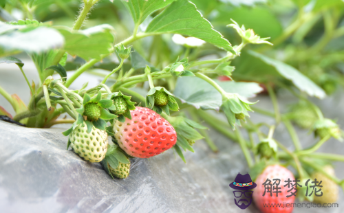 21年6月22日生日命運 解夢佬 21年6月22日生日命運 解夢佬