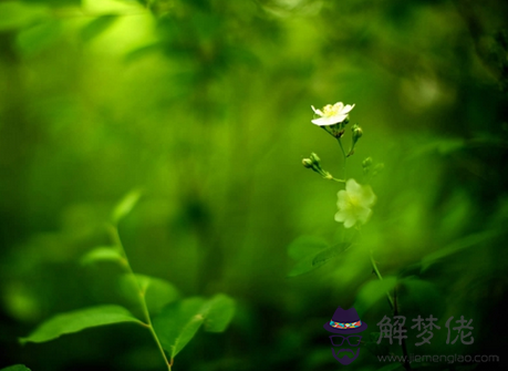 17年6月12日生日命運 解夢佬