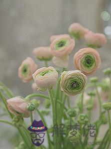 天枰座今日運勢 13年4月12日 解夢佬