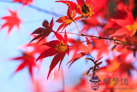 2月6日生日命運 解夢佬 2月6日生日命運 解夢佬