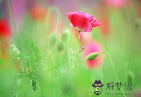 17年6月16日生日命運 解夢佬